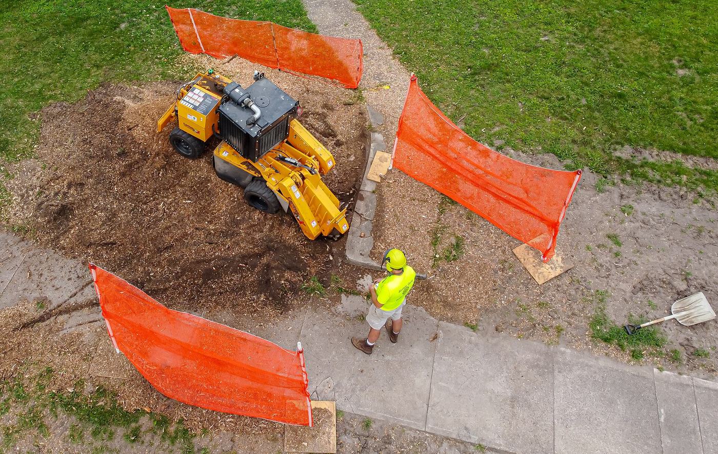 Rognage d'une souche, périmètre de chantier balisé