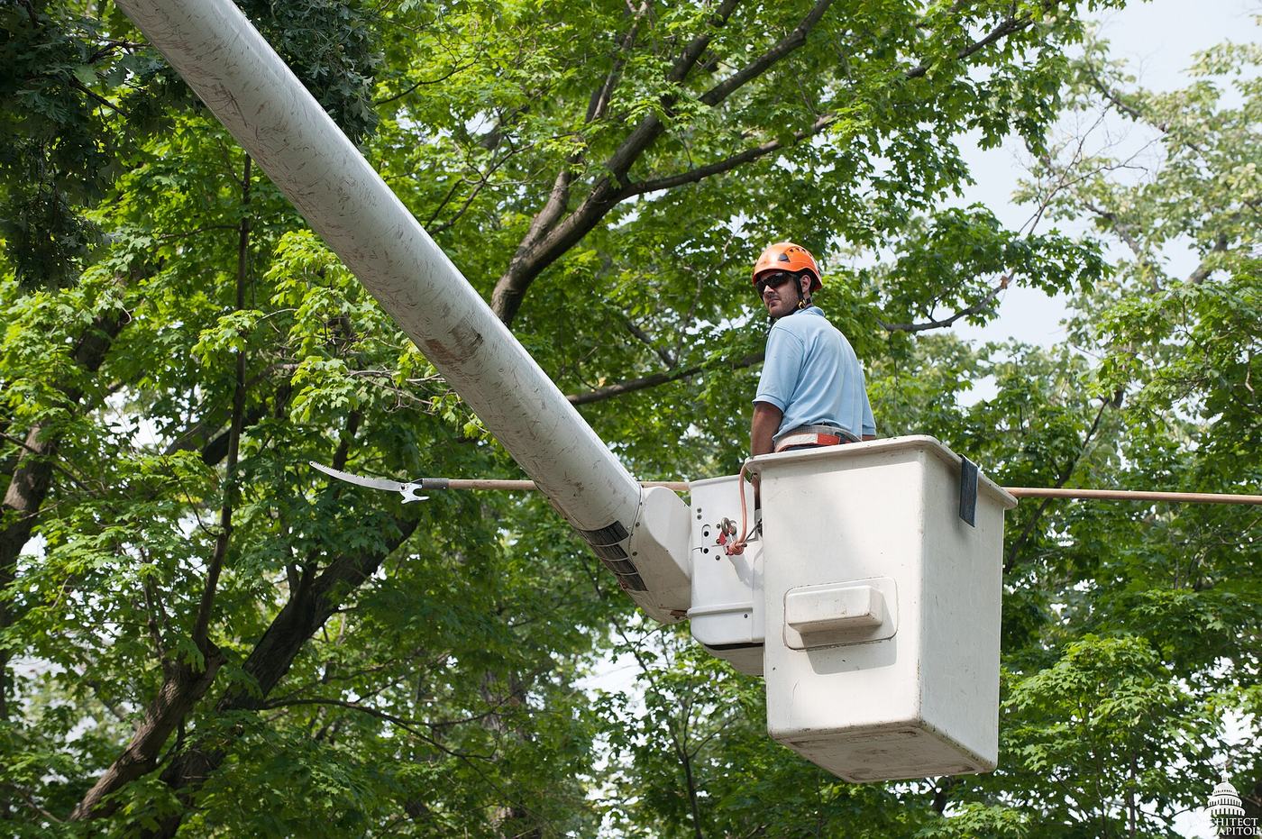 Élagueur en nacelle au cœur du feuillage d'un grand arbre